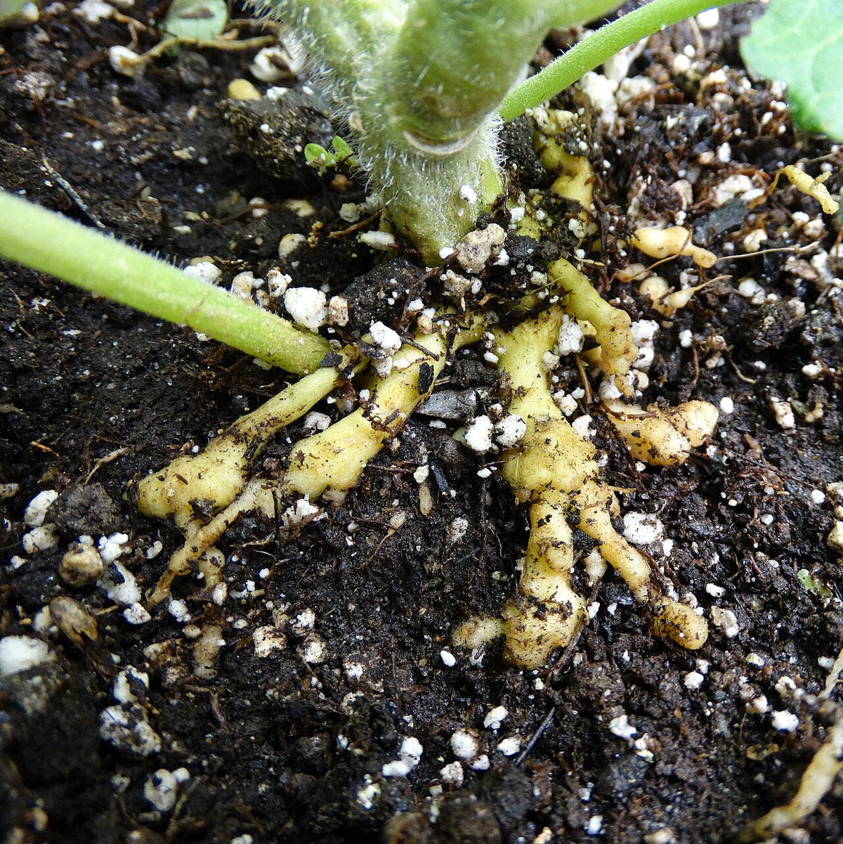 Base of a young tomato plant with soil brushed away, showing thick, swollen, lumpy yellow roots full of root knot galls
