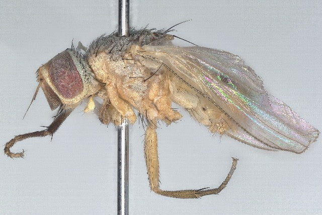 Adult sorghum shoot fly (Atherigona soccata), a small grey-brown fly with red eyes and clear wings, seen from the side