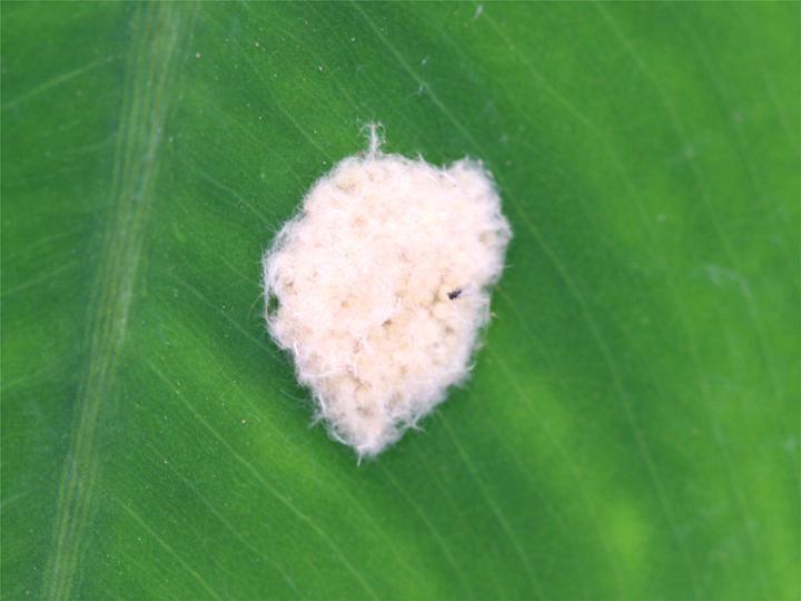 Egg mass of the tobacco caterpillar covered with pale, fluffy hairs on a green leaf