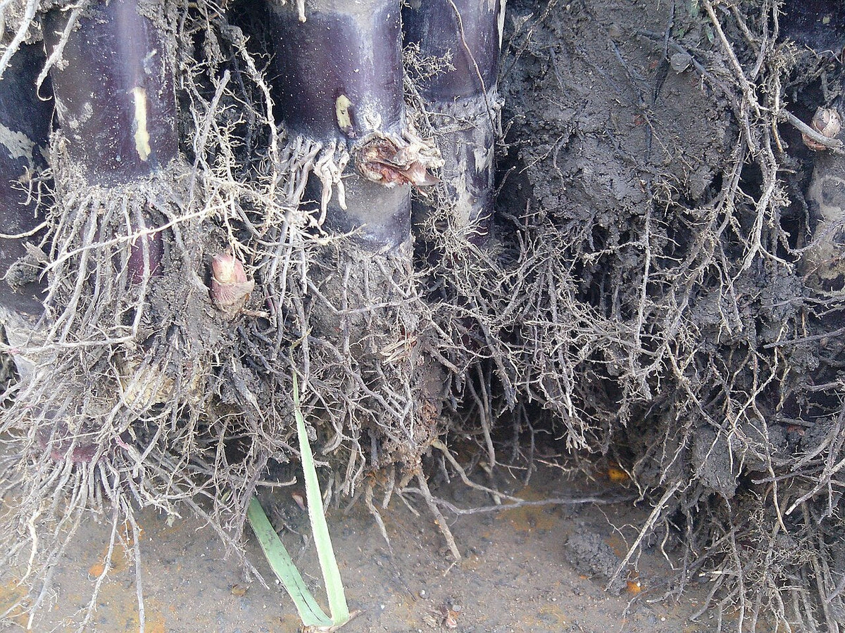 The base of mature sugarcane stalks dug out of the soil, showing the lowest joints and a thick mass of roots, the underground part where root borer feeds