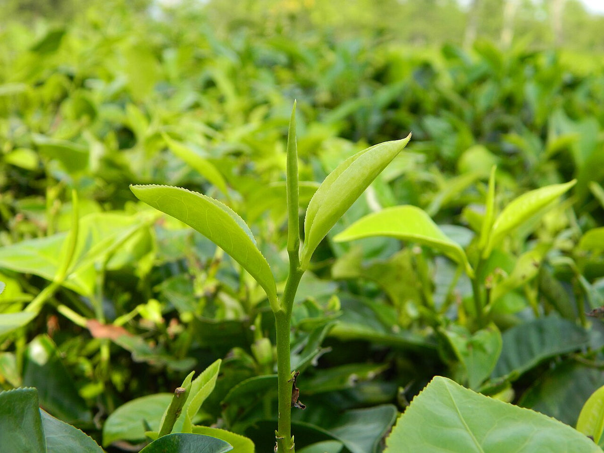 A healthy tea shoot with two light green young leaves and a bud standing above the bush, the tender growth where this mite feeds