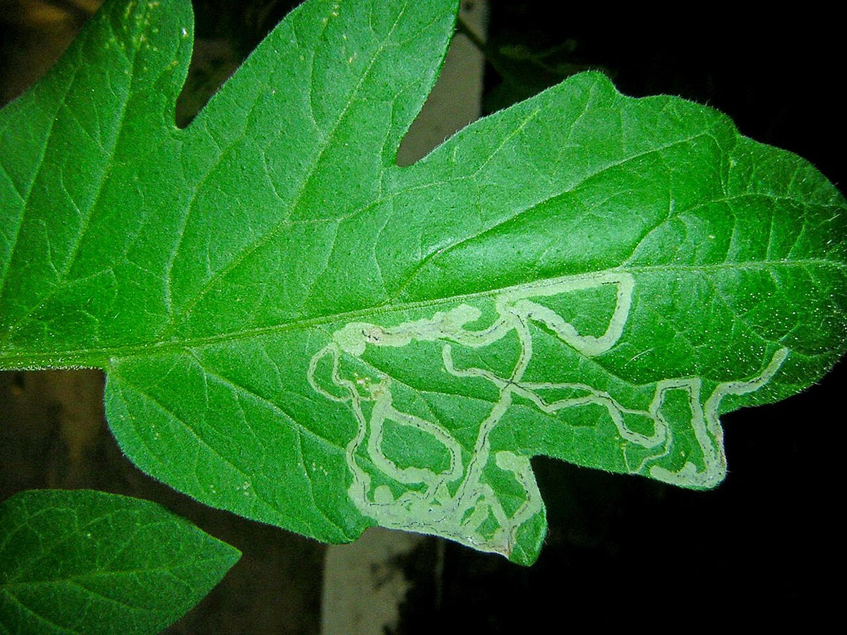 Serpentine leaf miner trails on a tomato leaf: long, pale, winding lines made by the maggot