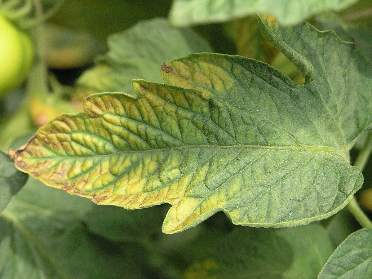 Potassium deficiency in a tomato leaf: the leaf tip and edges turn yellow with brown scorched margins, while the base of the leaf stays green