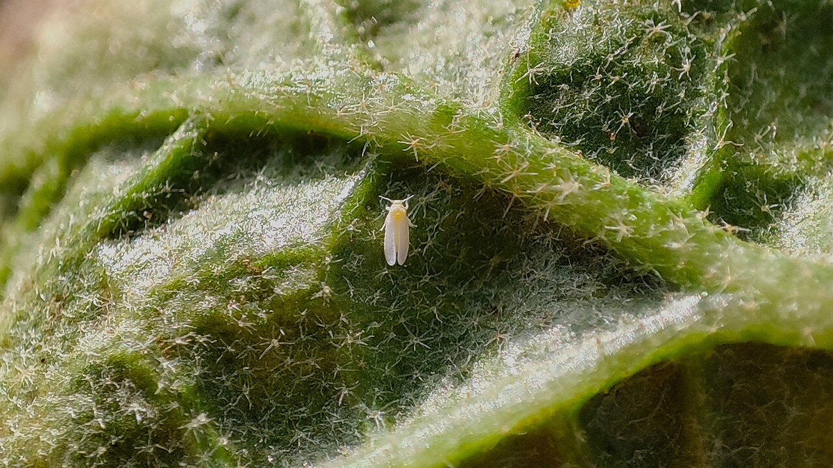 Adult whitefly (Bemisia tabaci) with white waxy wings and a yellow body on the hairy underside of a brinjal leaf