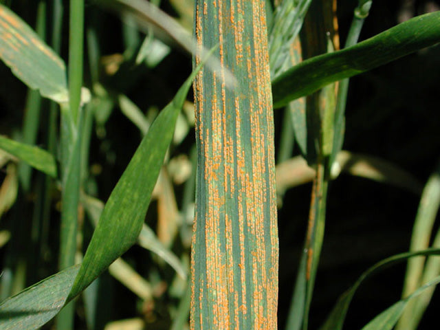 Wheat leaf with bright yellow-orange rust pustules in long narrow stripes along the veins, typical of yellow rust