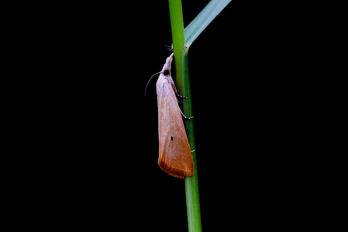 Female yellow stem borer moth (Scirpophaga incertulas), a rice pest, with one black spot on its orange-yellow front wing
