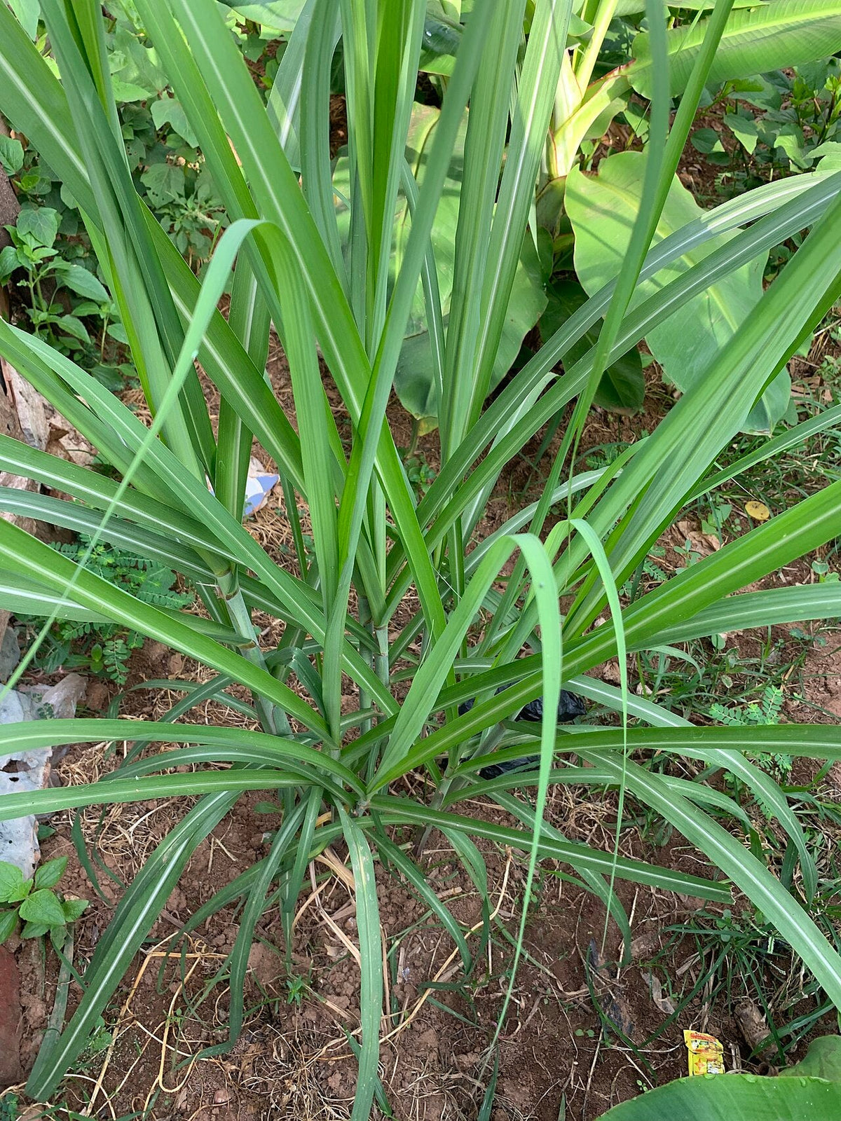 A young sugarcane clump with many green shoots (tillers) growing from the soil, the crop age when early shoot borer attacks