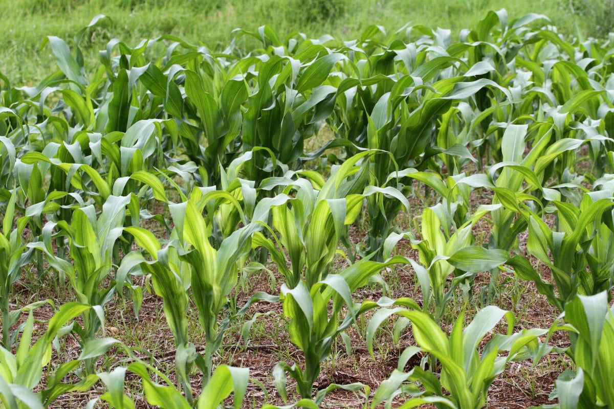 Zinc deficiency in maize: young plants with pale white-yellow bands on the leaves, healthy green maize behind