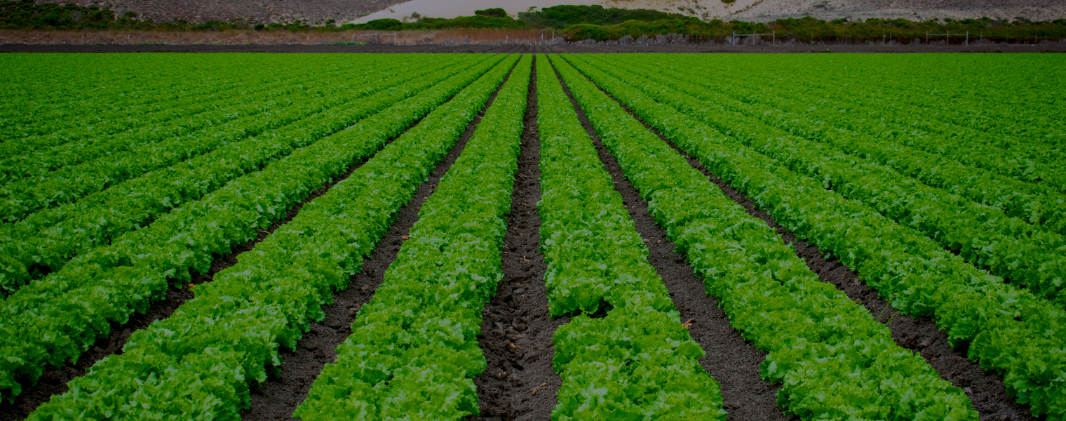 collection-banner-image