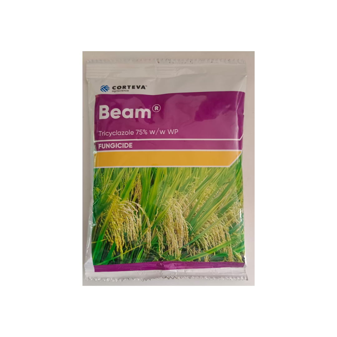 Beam Fungicide, formulated with Tricyclazole 75% WP, is a systemic fungicide used to control blast disease in rice by inhibiting melanin synthesis in fungal spores, providing effective preventive and curative protection.