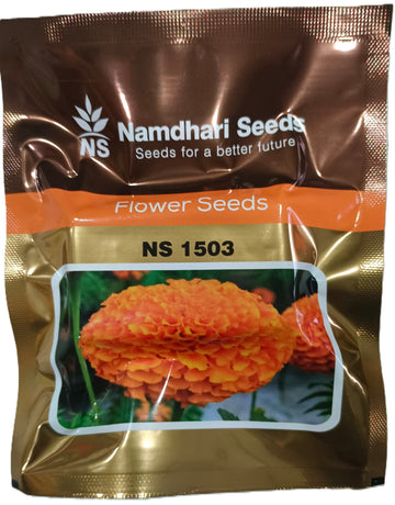 Bright orange marigold flowers grown from Namdhari NS 1503 F1 hybrid seeds, ideal for vibrant garden displays and commercial cultivation.