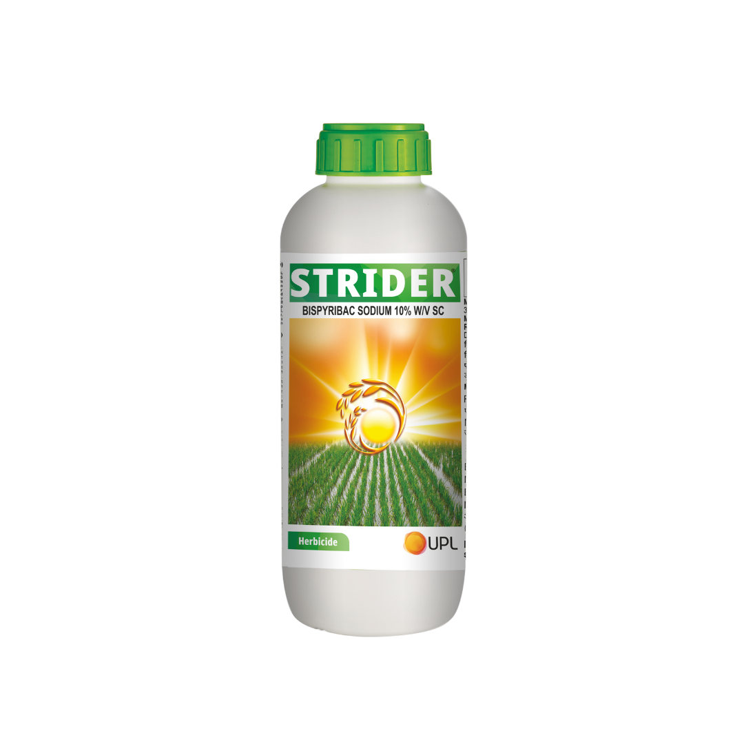 Strider Bispyribac Sodium 10% SC rice herbicide for controlling grasses, sedges and broadleaf weeds.